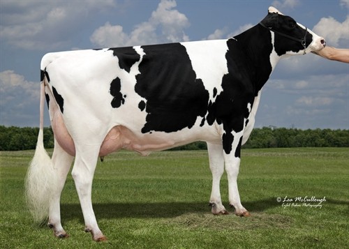 Synergy Uno Pot O Gold-ET EX-90, 4th Dam of Praxis