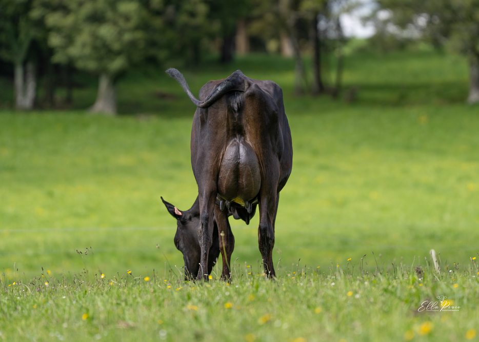 Daughter 537 Foote Dairy & Livestock Limited