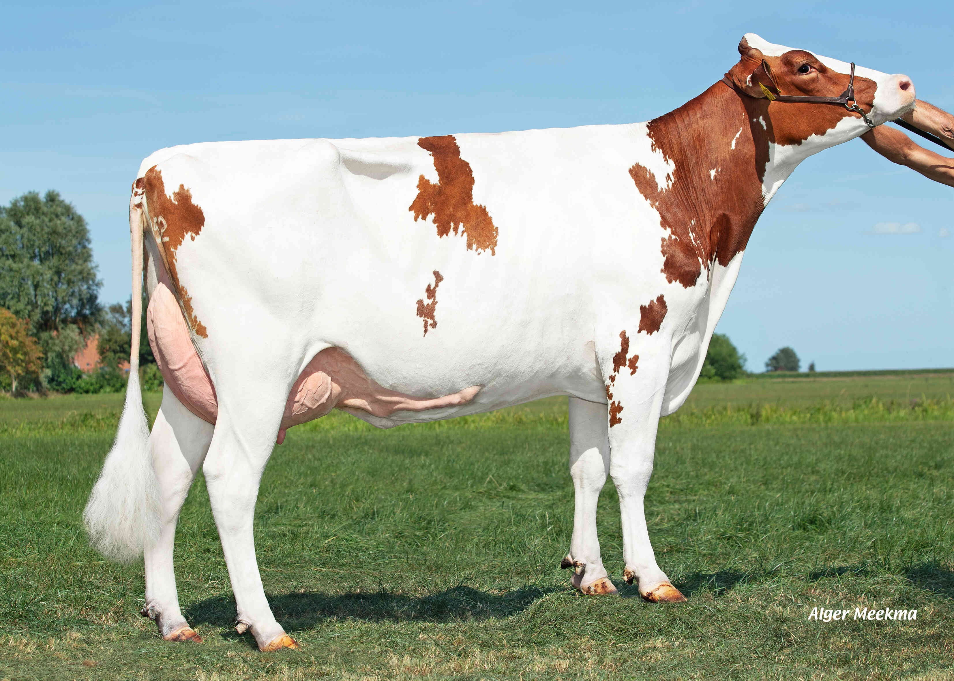 Rh Ailene P Red (dam of Salvo PP-Red) owner: Melkveebedrijf van Berkum, Elahuizen