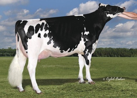 Cookiecutter Epic Hazel-ET EX-92 DOM, 4th Dam of Horde