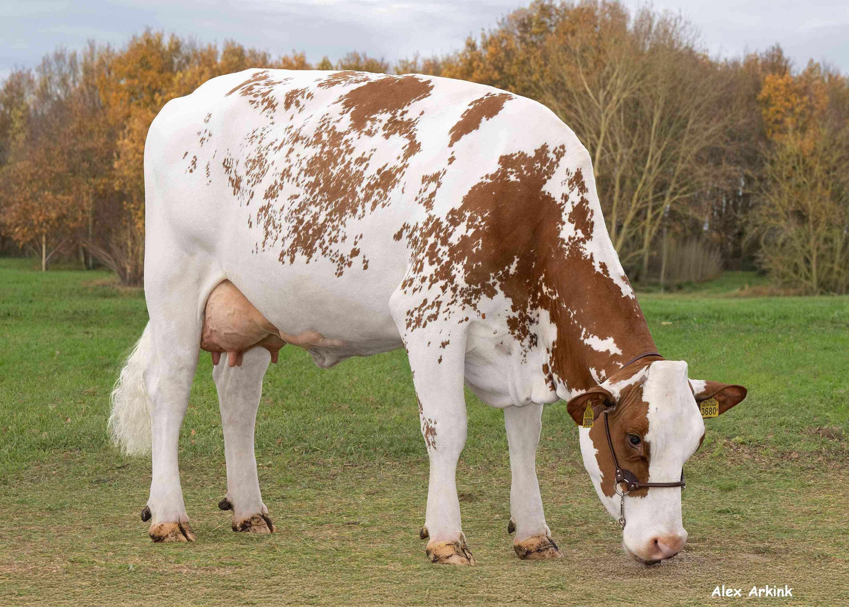 Doortje 98 (v: Berko) eig.: VOF Van den Bosch, Gassel