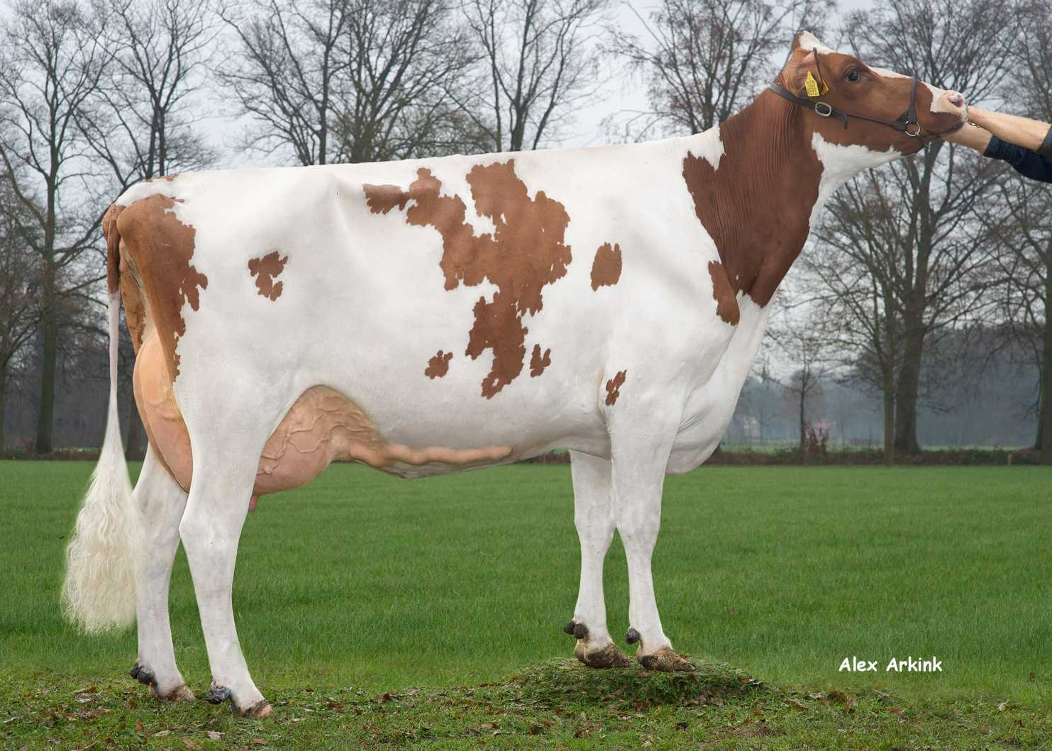 Jantje 92 (s. Stanova), MGD of Dancer-Red