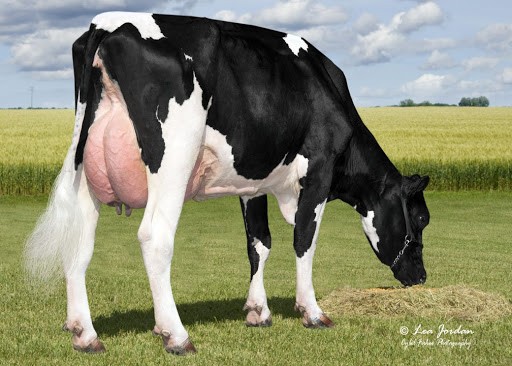 Adaway Helix 1775-ET VG-86 DOM, 4th Dam of Leo