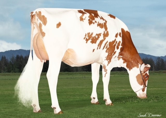 Valiant Rbls Muffler-Red-ET VG-87, Dam of Starpower RC
