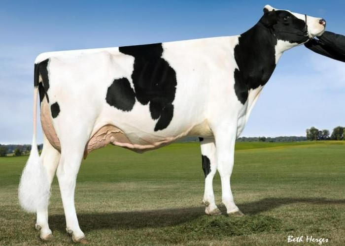 Ladys-Manor Oda EX90,  3rd dam of Overthere