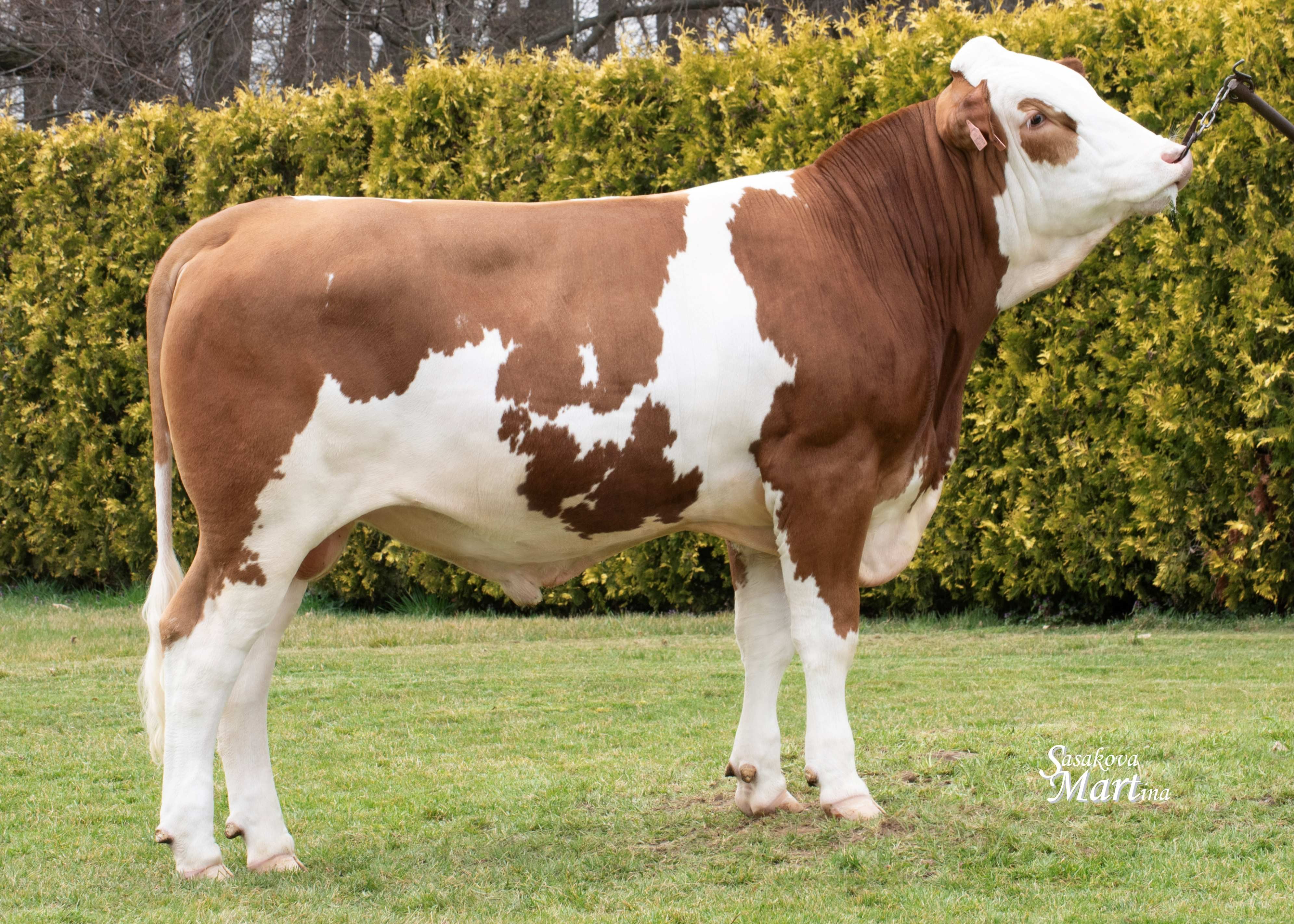 Zohy, Breeder: Podorlicko a.s. Mistrovice farma Vermerovice/CZ