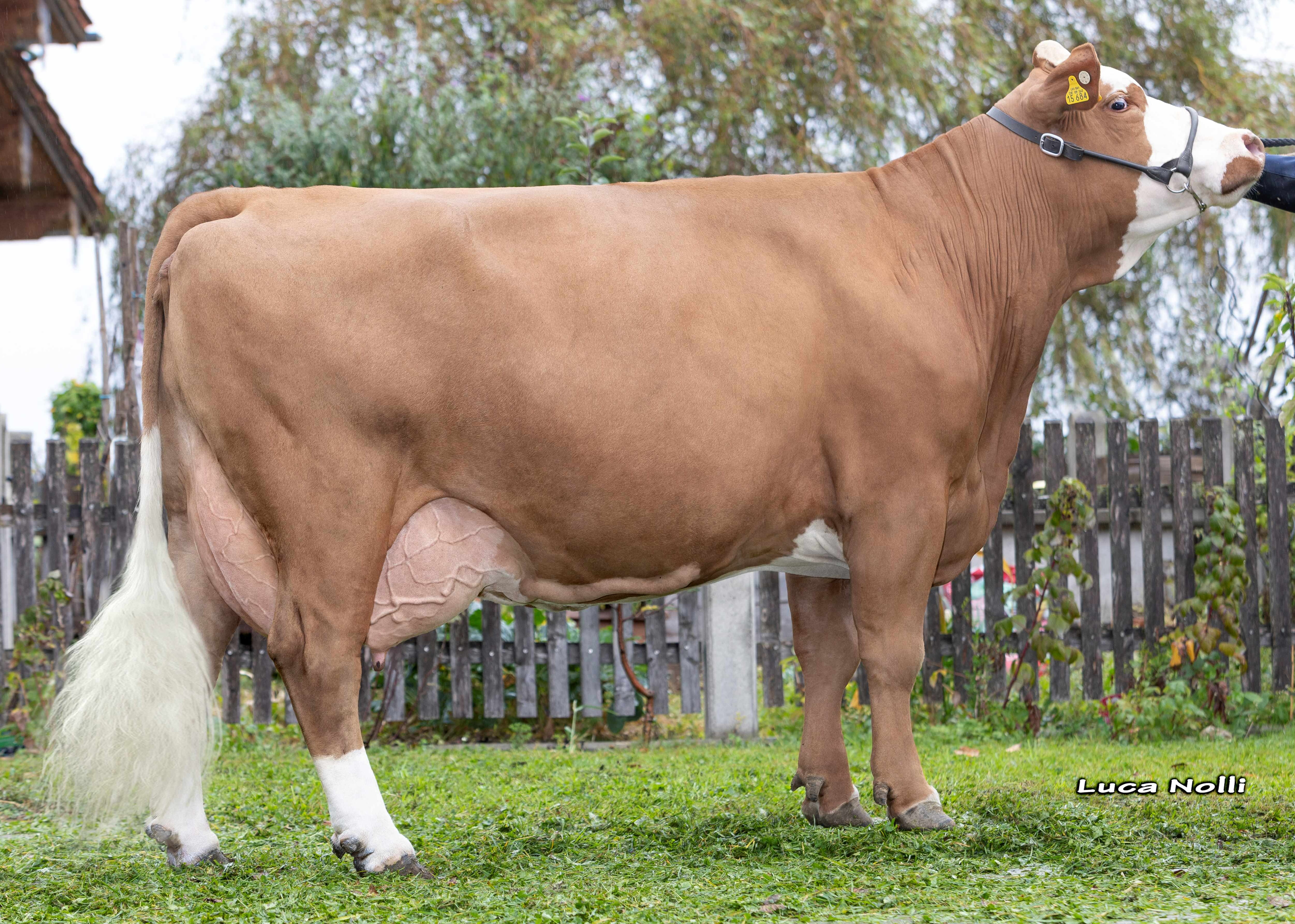 Rose, Granddam of Horex PS, 3rd calf, Josef Maier, Teisendorf