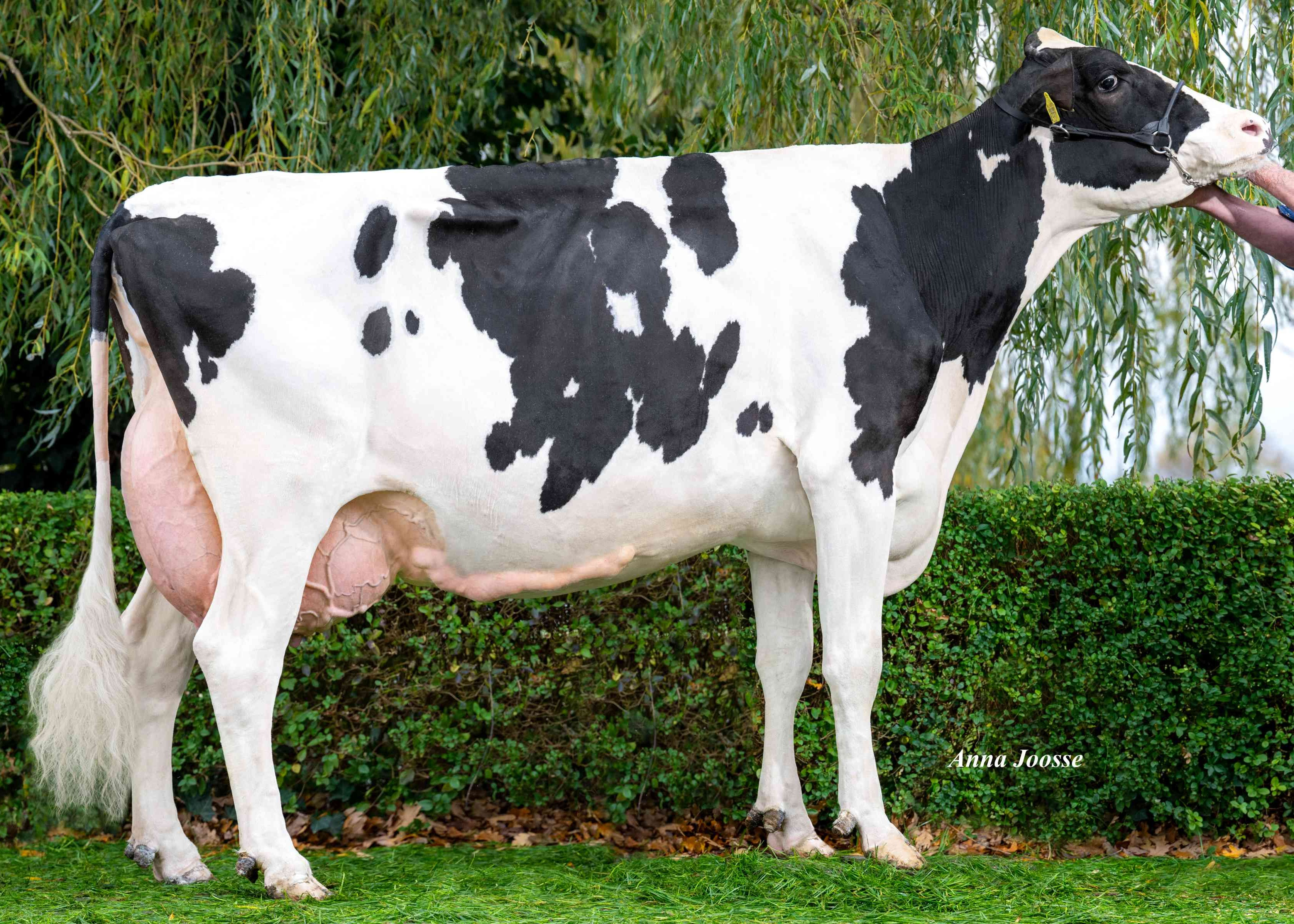 Hoeve Boveneind Betje Es (grootmoeder Revival, 6e kalfs) eig.: Hoeve Boveneind, Herwijnen