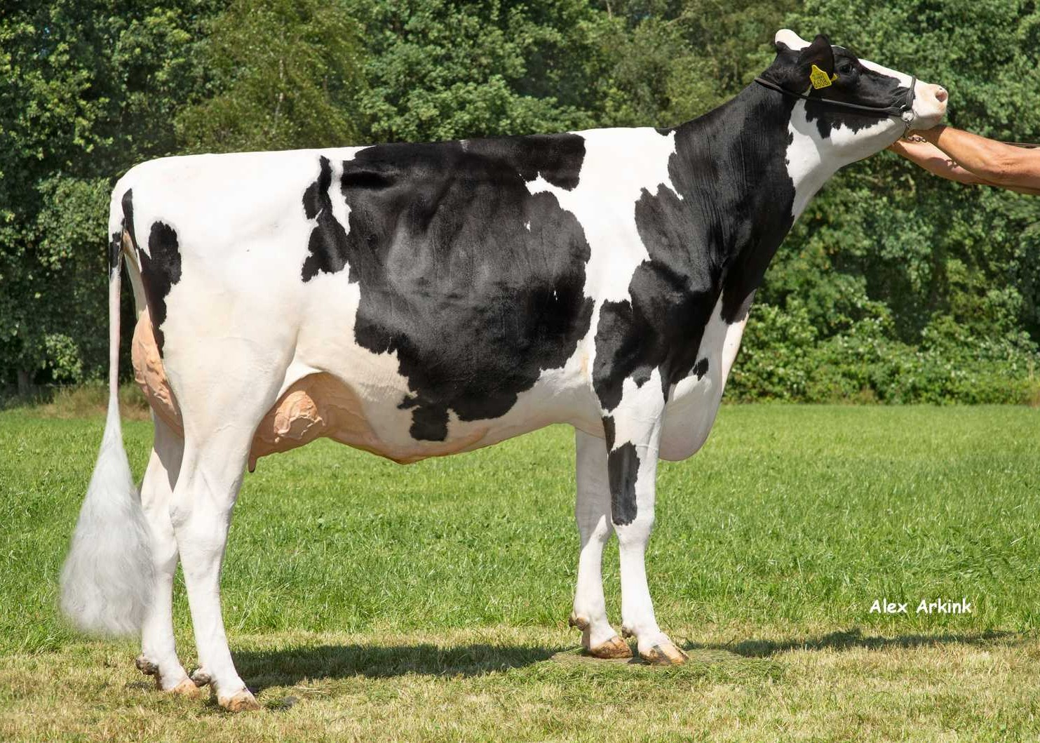 Delta Lush (s. Woody), maternal sister of Lucardi. Owner: Melkveehouderij Van Gastel, Nispen