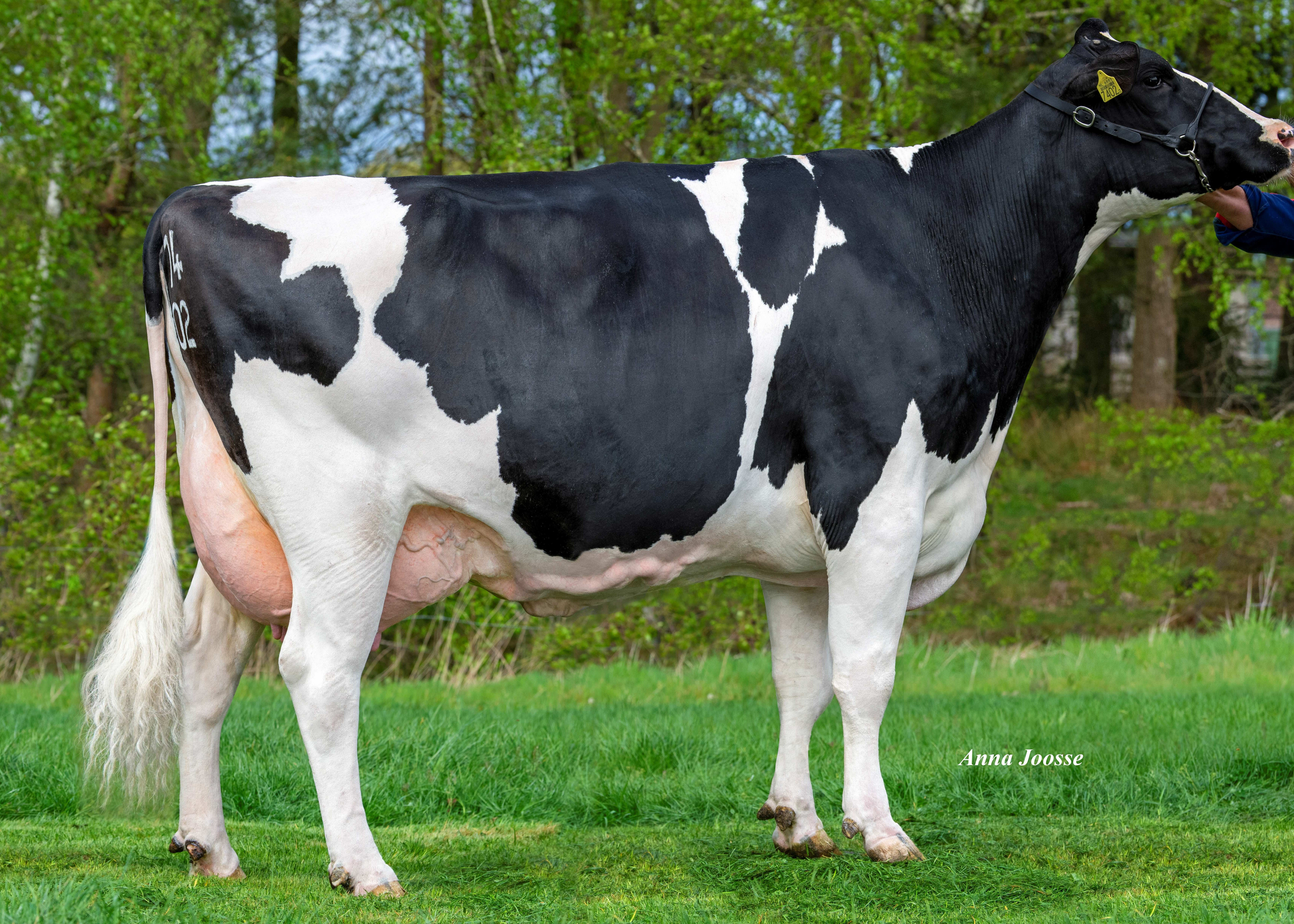 Havep Nora Zonb (s. Rapper), MGD of Pact P