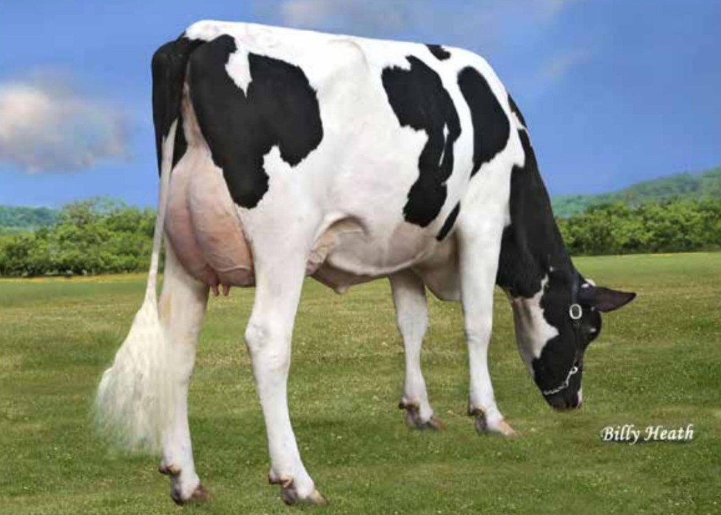 Pen-Col Legacy Best-ET EX-90, MGD of Lochlan
