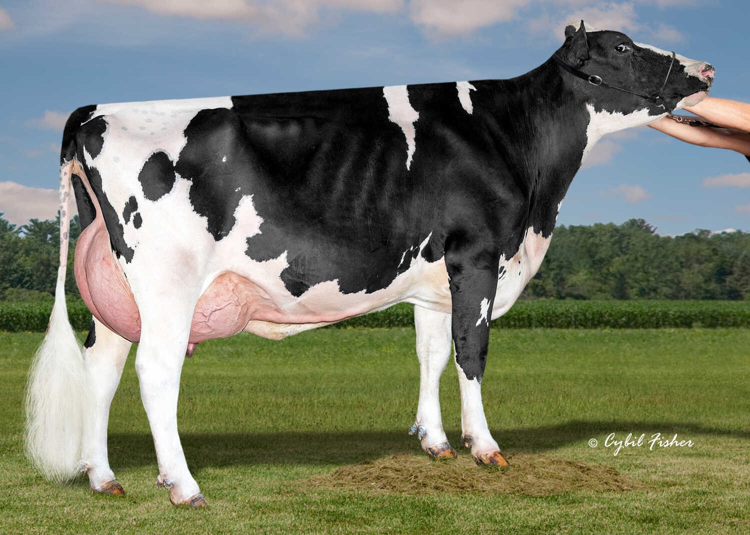 Peak Dolmen Venus (s. Dolmen), dam of Marksman