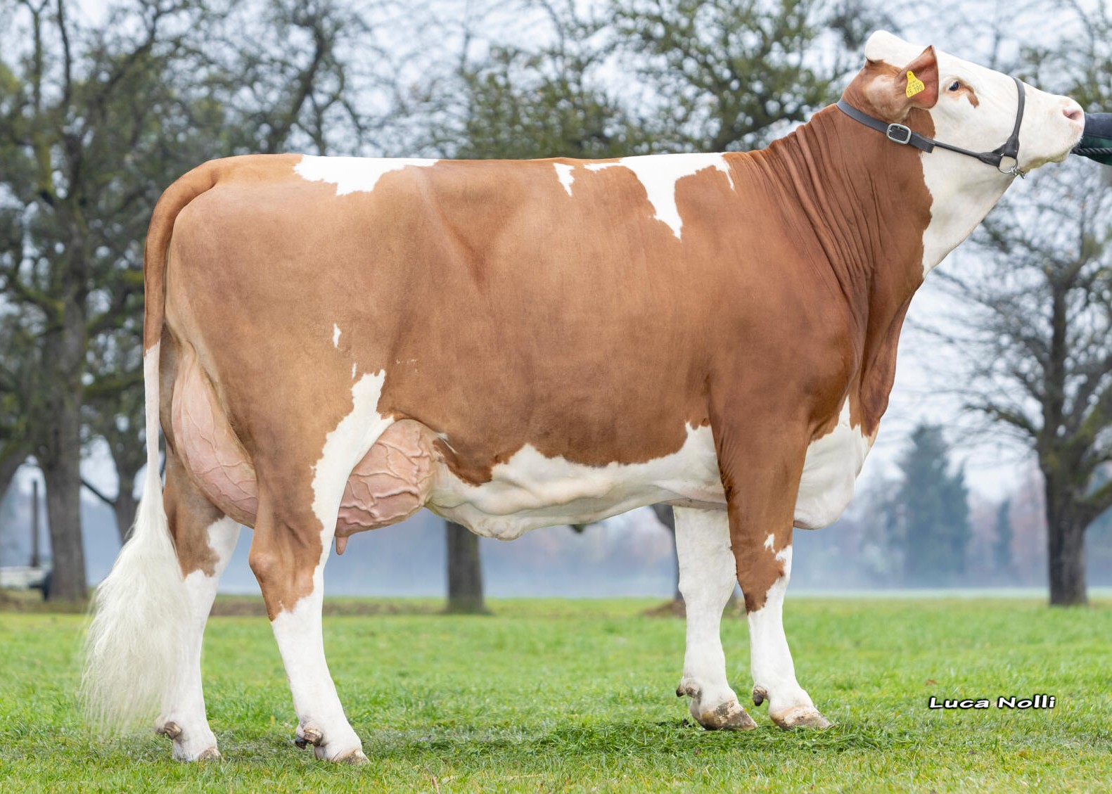 Violet, dam of Madrigal Pp, 1st calf, Fleck and Black GbR, Großkarolinenfeld