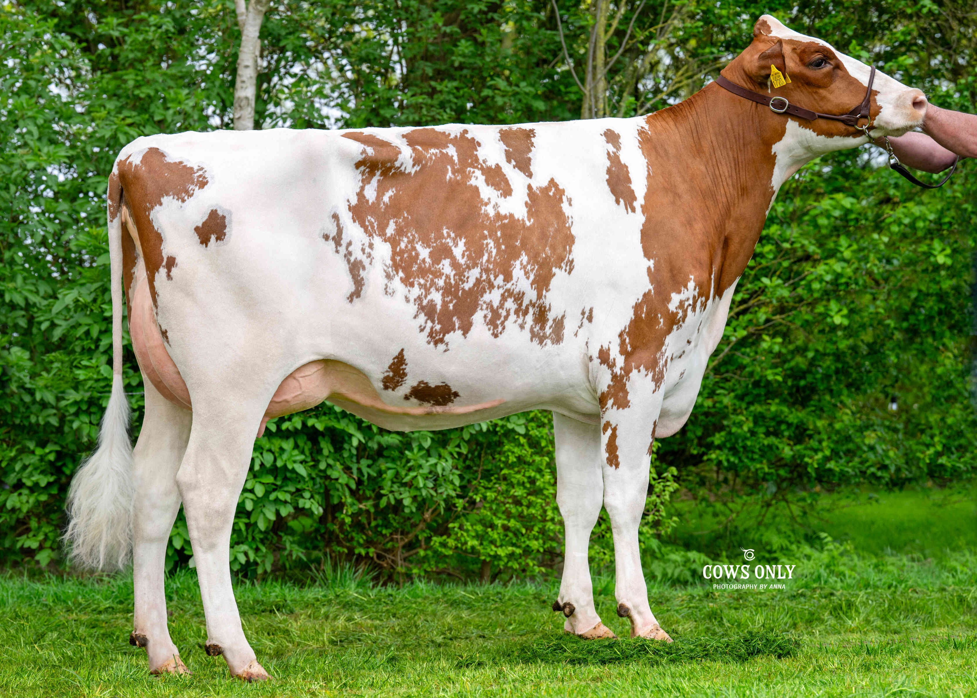 Frida 361 (halfzus moeder Pronto) eig.: Swank, Nieuw Beyerland