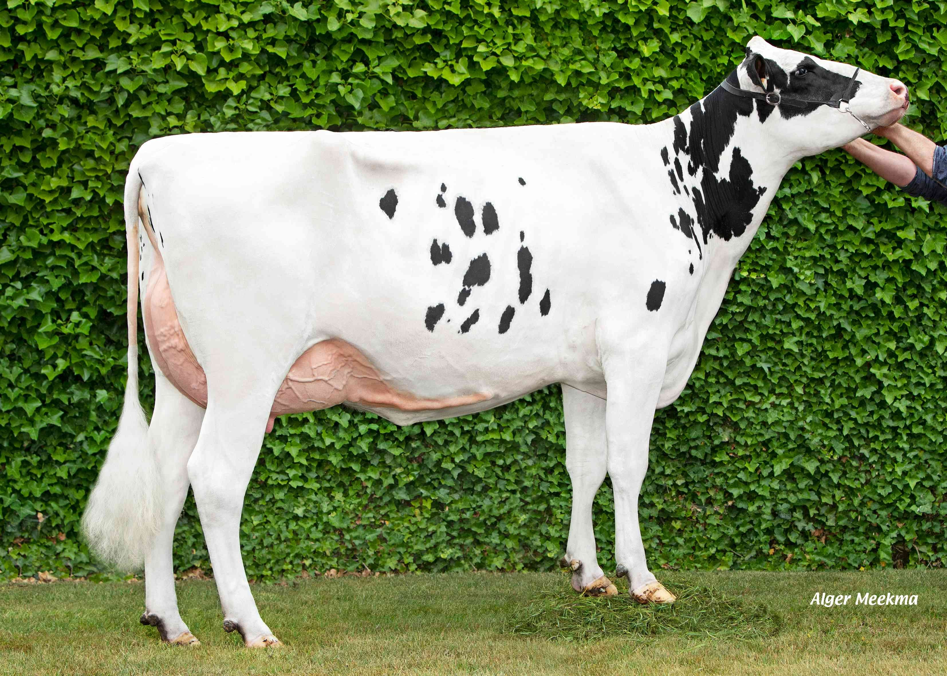 Goedele 6 (s. Liberate) owner: Van Leeuwe Comm VLO, St-Margriete (Belgie)